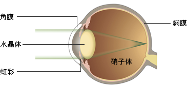 正常な眼のイラスト