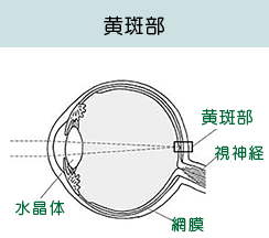 黄斑部のイメージイラスト