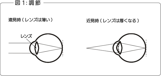 ピント調節の図