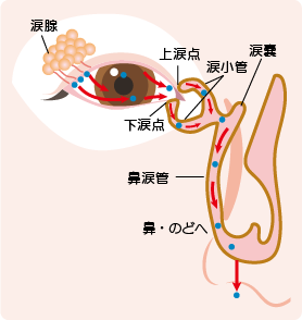 涙が鼻腔内へ排出されるイメージイラスト